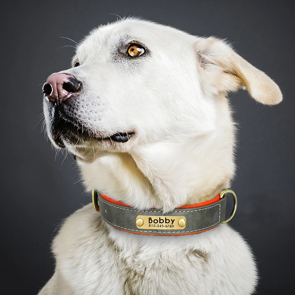 Personalized Dog Collar with Engraved Nameplate
