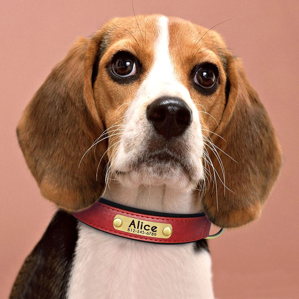 Personalized Dog Collar with Engraved Nameplate